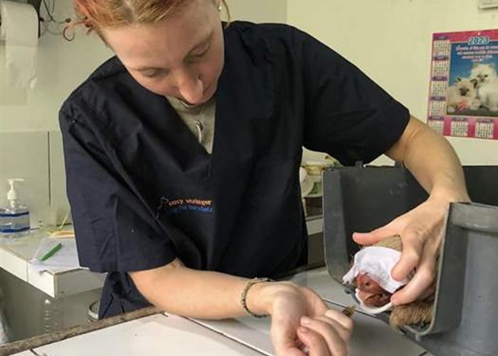 Sloth severely injured in animal orphan hospital Peru
