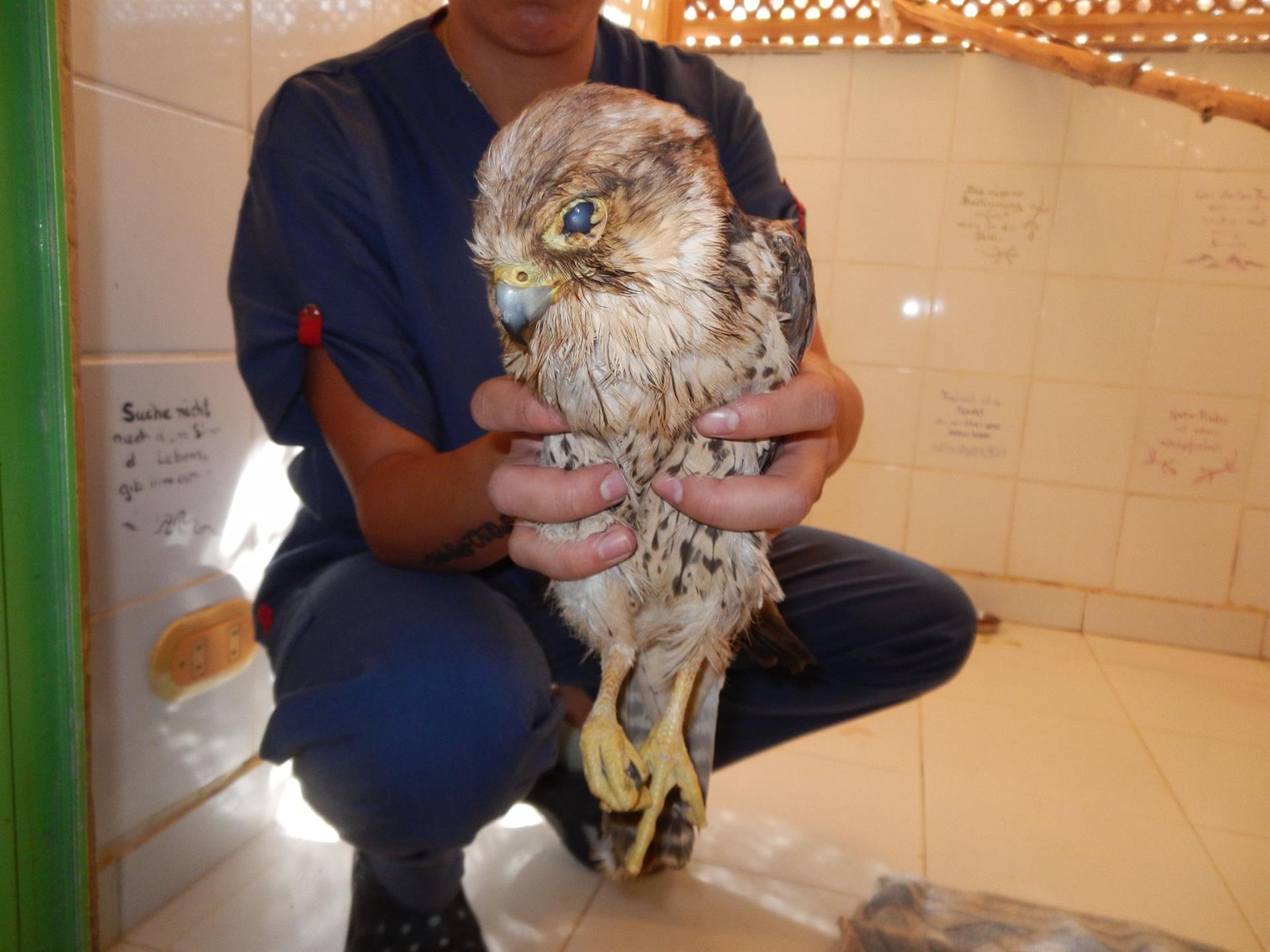 A sad story from the SUST Orphan Animal Hospital Hurghada, Egpyt