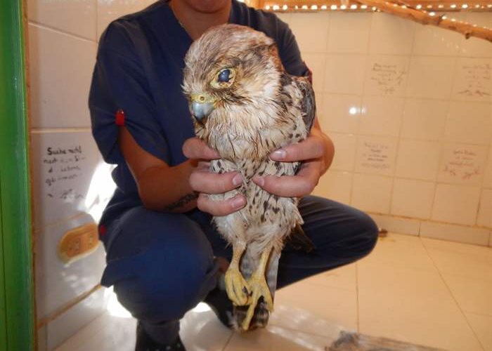 A sad story from the SUST Orphan Animal Hospital Hurghada, Egpyt