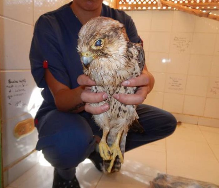 Une triste histoire de l'hôpital d'animaux orphelins SUST à Hurghada, Egypte