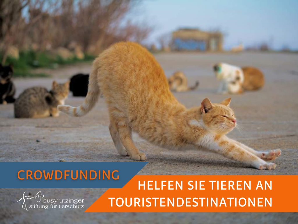 Crowdfunding "Hilfe für Tiere an Touristendestinationen"