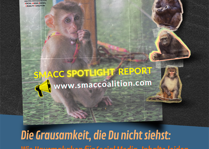 SMACC SPOTLIGHT REPORT