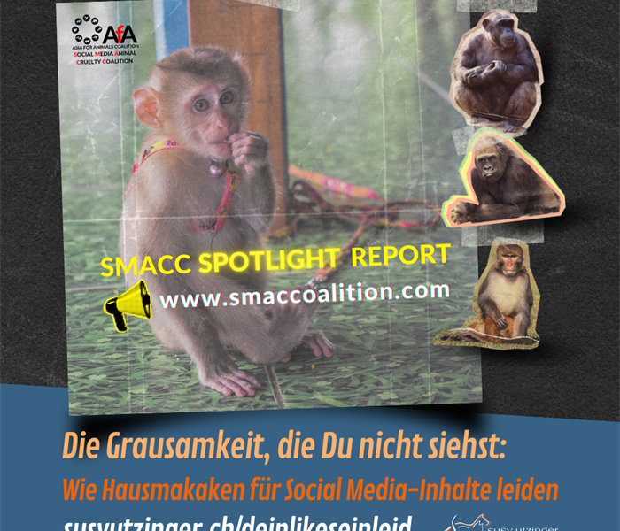 SMACC SPOTLIGHT REPORT