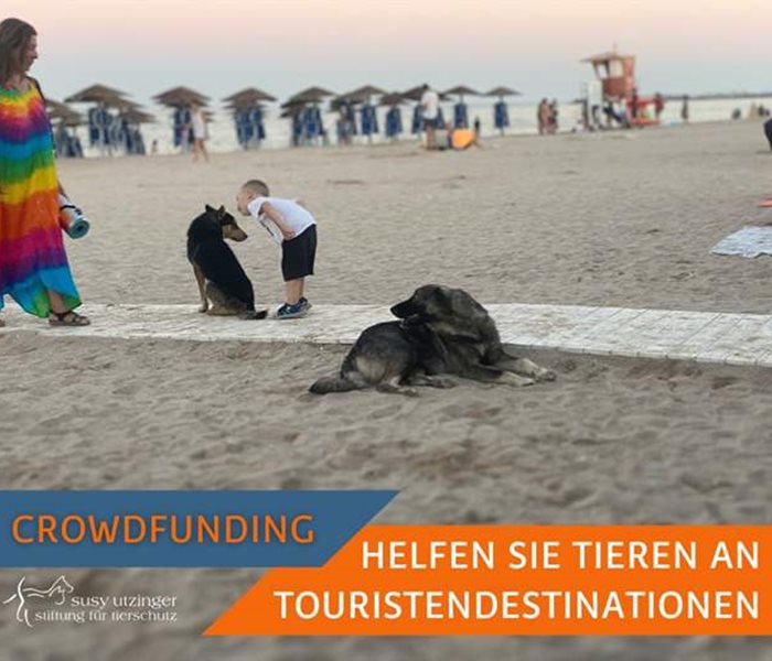 Crowdfunding pour les actions de castration de la SUST-Seaside
