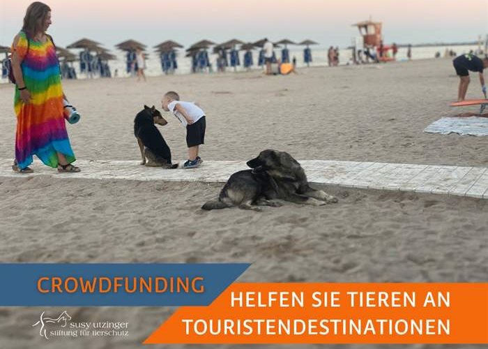 Crowdfunding pour les actions de castration de la SUST-Seaside