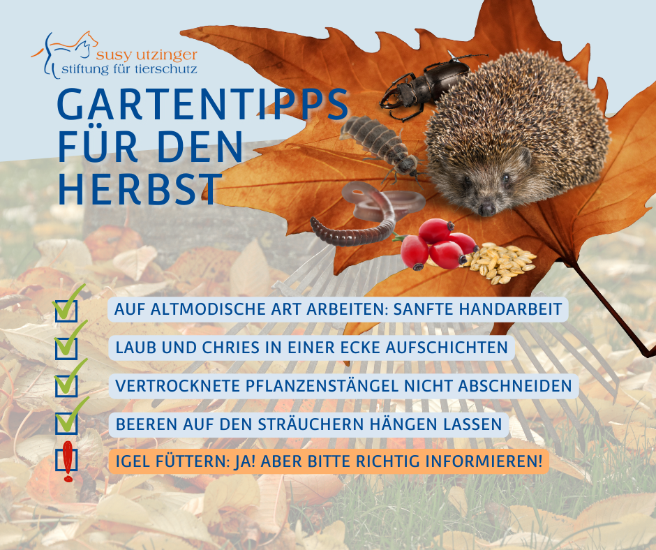 Herbst-Tipps für Garten- und TierfreundInnen