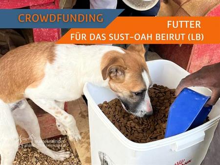 Animals in Lebanon urgently need your help!