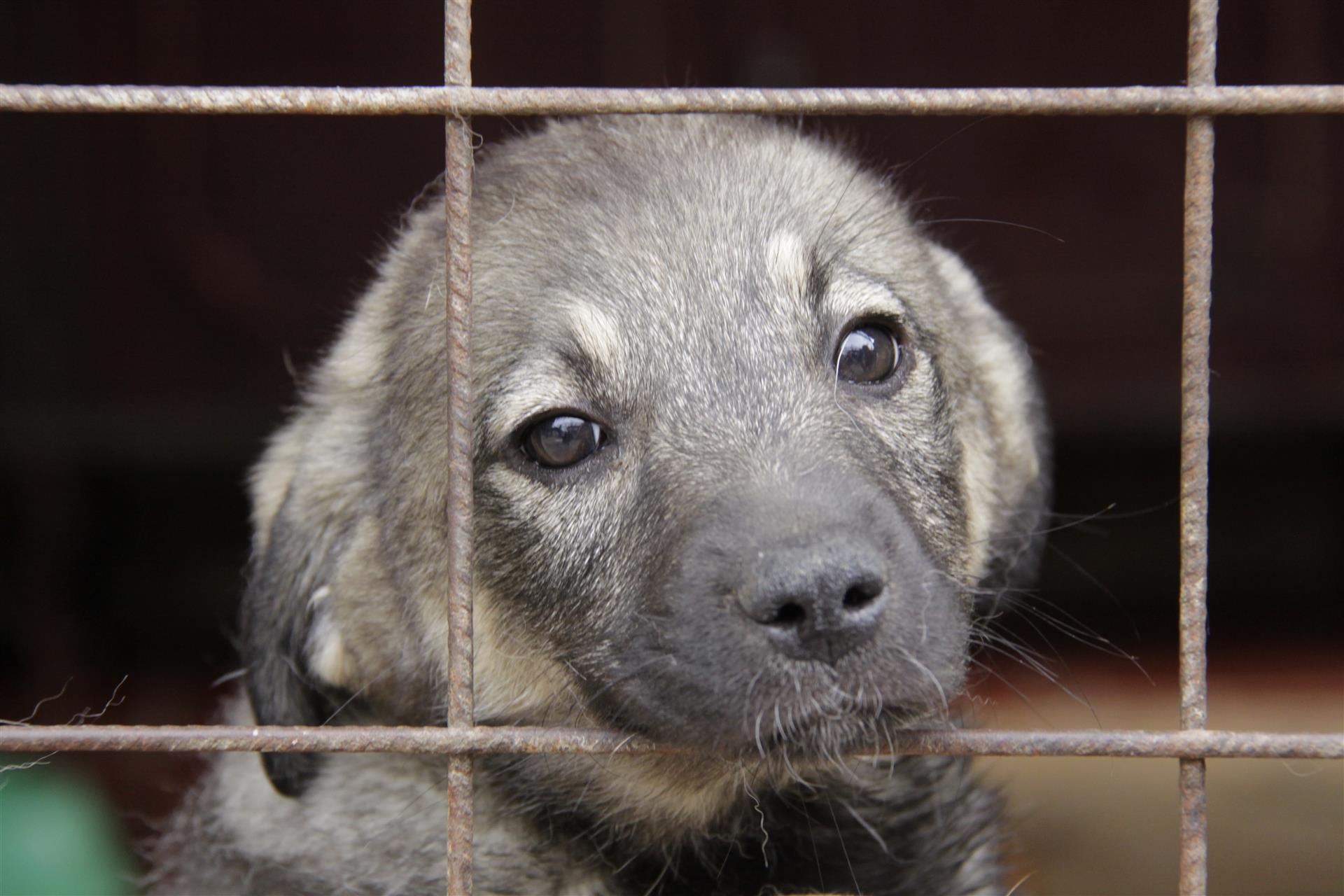 SUST-Tierhandelreport - Tierhandel unter dem Decknamen des Tierschutzes