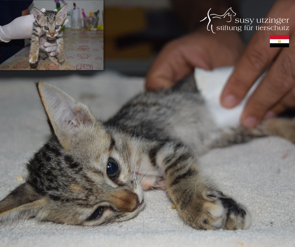 Small patient at the SUST Orphan Animal Hospital in Hurghada