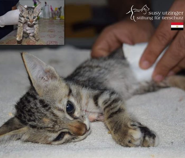 Kleine Patientin im SUST-Tierwaisenhospital Hurghada