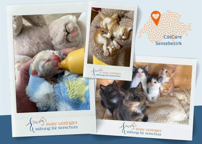 The Cat Care team is dedicated to helping cats in need!