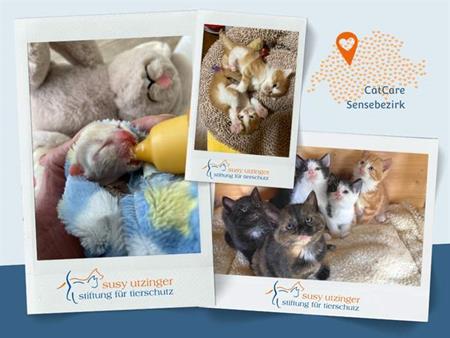 The Cat Care team is dedicated to helping cats in need!