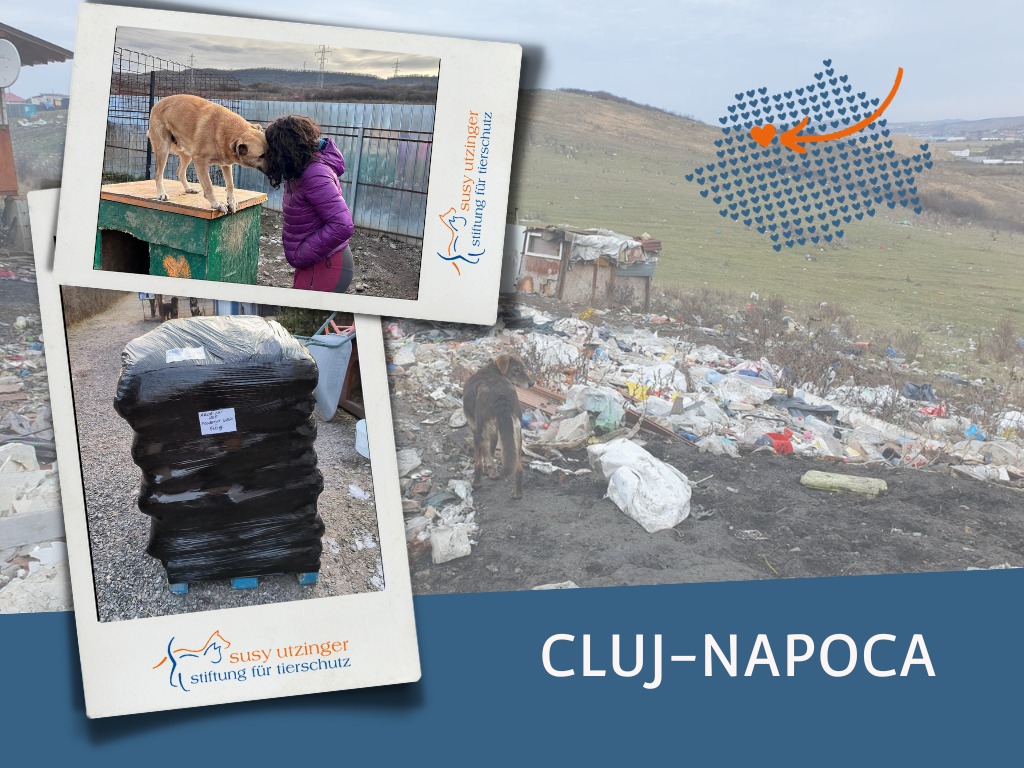 Livraison de nourriture pour notre organisation partenaire à Cluj-Napoca, Roumanie