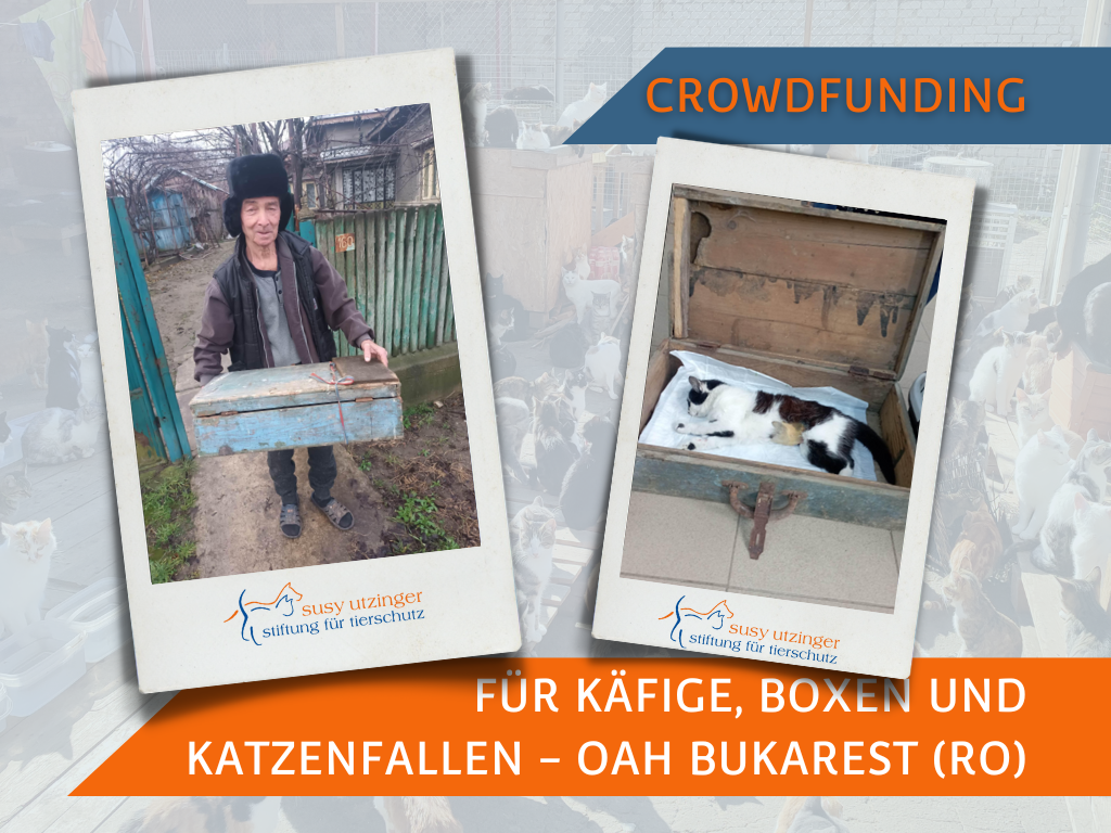 Crowdfunding "Transportboxen, Käfige und Katzenfallen" für das OAH Bukarest
