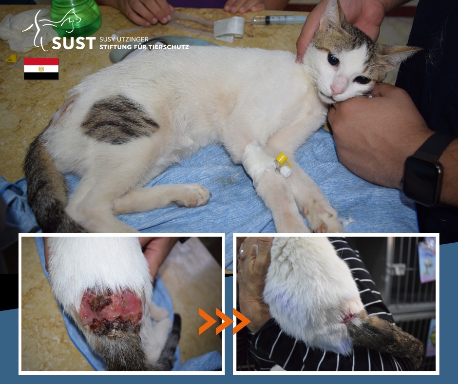Un chat de rue grièvement blessé au SUST-OHA Hurghada...
