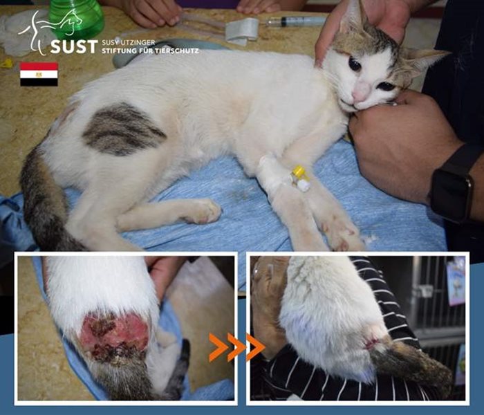 Un chat de rue grièvement blessé au SUST-OHA Hurghada...