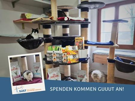 Don de nourriture pour la maison de retraite pour chats Schnurrli à Sternenberg