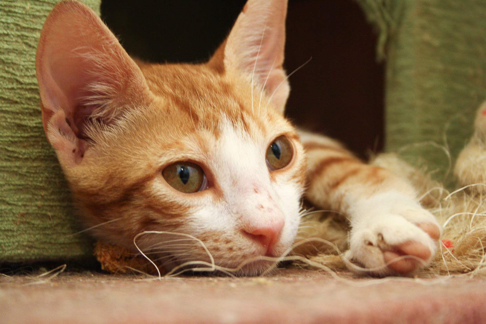 Zügeln ohne Katzenjammer – Tipps für einen katzengerechten Wohnungswechsel (mit Audio)