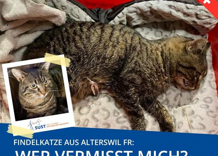 Injured cat found in Alterswil (FR)