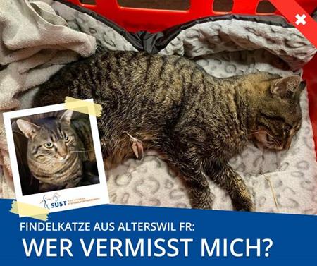 Injured cat found in Alterswil (FR)