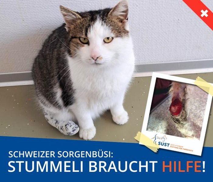 Swiss "Worry Cat" "Stummeli"...