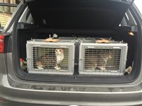 Eingefangene Katze auf dem Weg zum Tierarzt