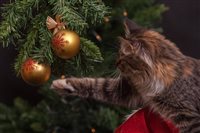 Katze spielt mit Weihnachtsdeko