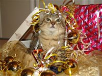 Katze mit Weihnachtsdeko