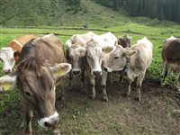 Webinar Die Kuh - ein unbekanntes Schweizer Symbol
