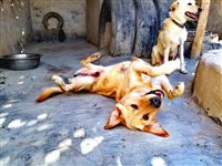 Hunde im SUST-Tierwaisenhospital