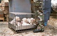 Schlechter Zustand, viel zu kleine, verdreckte Käfige – so werden Touris animiert, aus Mitleid auf Märkten Tiere zu kaufen. 