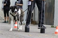 Posten am Wohltätigkeits-Hundemilitary 2021