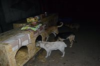 Strassenhunde in Charkiw beschnuppern ihre neue Behausung