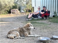 Susy Utzinger in Rumänien bei der Strassenhundefütterung