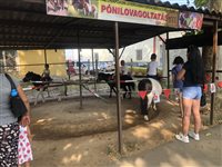 Ponyreiten auf Touristenmarkt in Pècs (Ungarn)