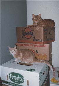  Katzen lieben Kisten, Umzüge jedoch nicht.