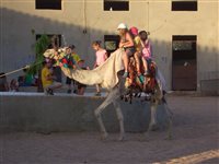 Reiten auf Kamelen