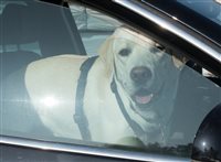 Hund in der Sonne im Auto1