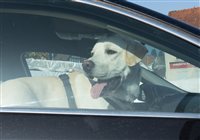Hund in der Sonne im Auto2