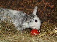 Artgerechte Kaninchenhaltung ist kein Kinderspiel