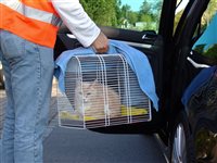 Sicherer Katzentransport zum Tierarzt