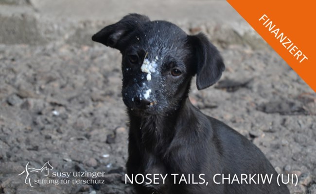 Finanziert: Crowdfunding Hundehütten Nosey Tails