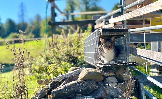 Crowdfunding Katzenkastrationen Schweiz