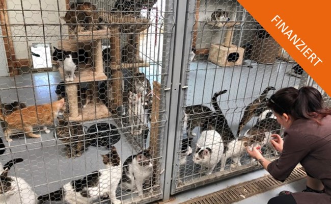 Finanziert: Optimierung unserer Katzenstation in Galati, Rumänien