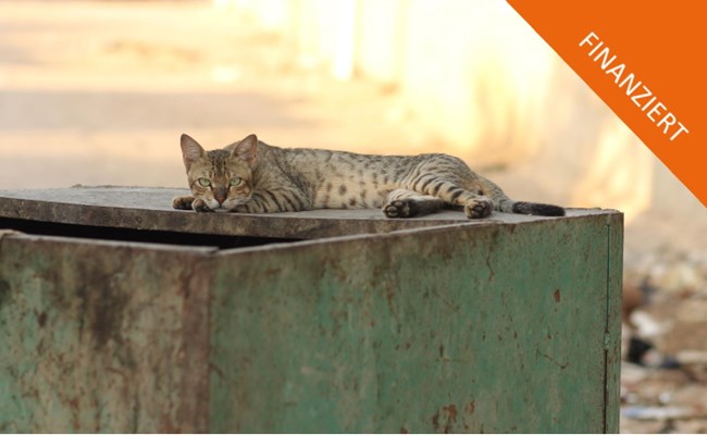 Finanziert: Crowfunding Ultraschallgerät für die SUST-Strassenkatzen-Klinik Hurghada